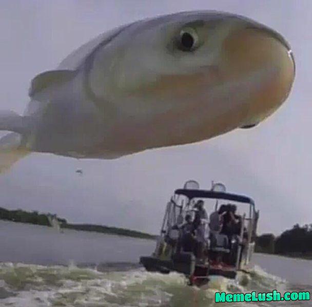 When Fish Jumps In Front of Camera.