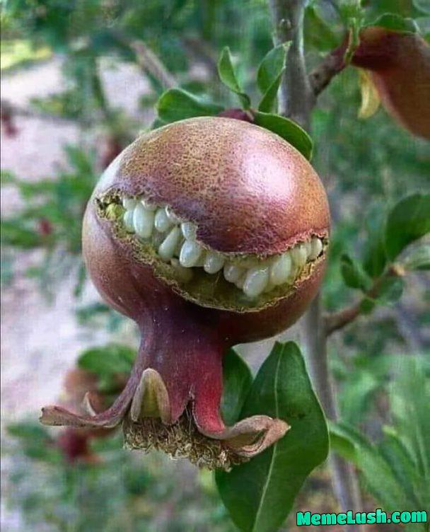 This pomegranate.