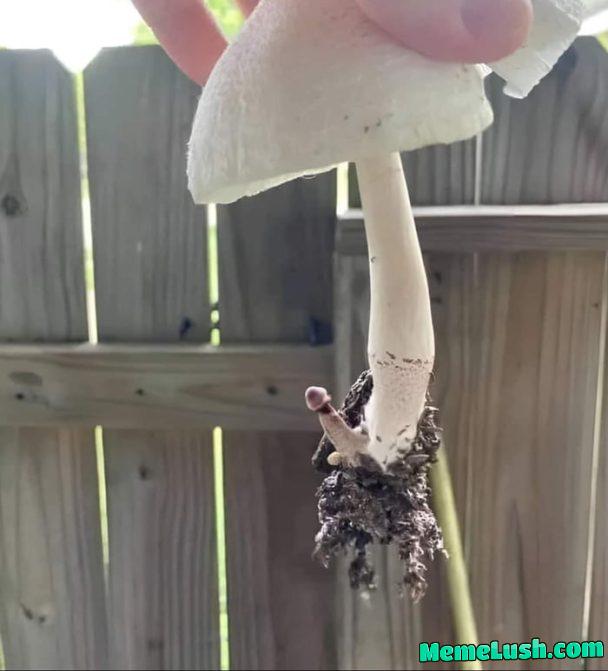 It identifies as a Funguy… It identifies as a Funguy…