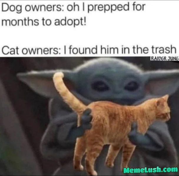 Cat distribution system