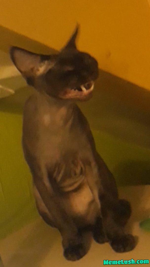 Downing your first shot Downing your first shot