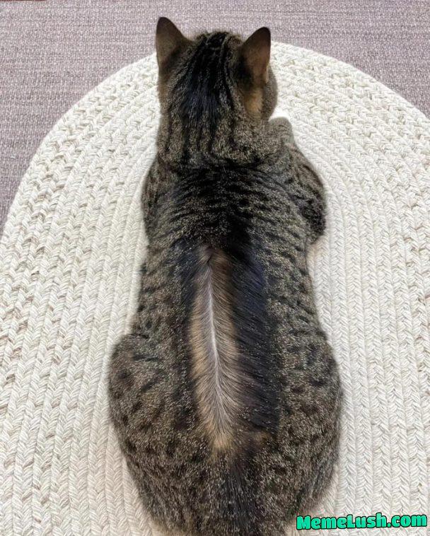 The cat is unraveling The cat is unraveling