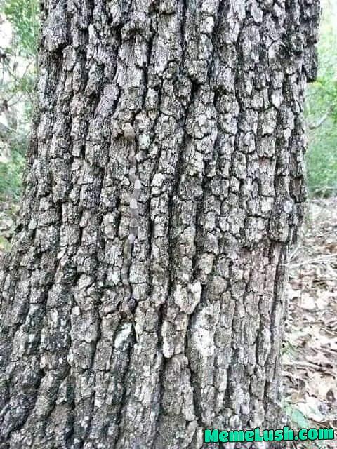 Find the danger noodle. Find the danger noodle.