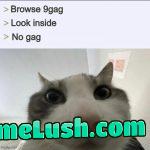 There was 9 gags before
