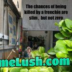 There is always a chance …