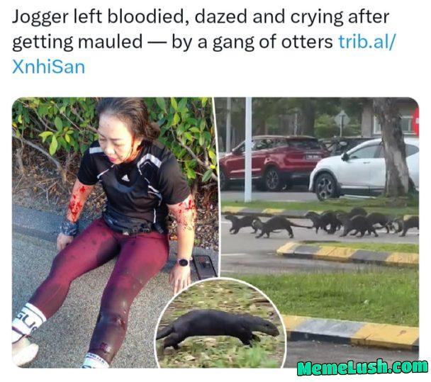 An Otter level of crazy An Otter level of crazy