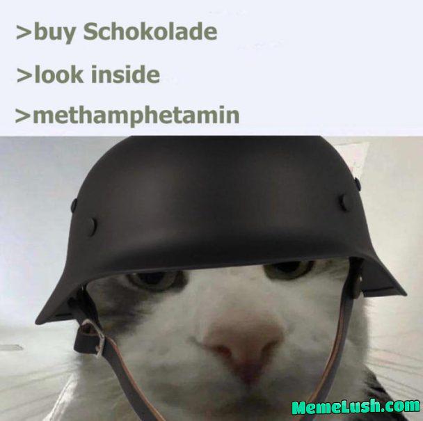 This cat. So hot right meow This cat. So hot right meow