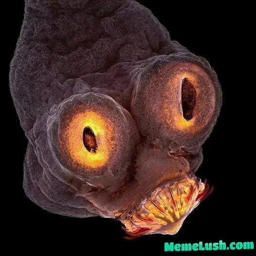 The Face of a Tapeworm Under an Electron Microscope The Face of a Tapeworm Under an Electron Microscope