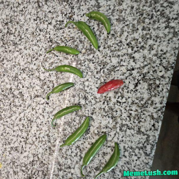 Grew some peppers, wife wouldn’t get why I was giggling Grew some peppers, wife wouldn’t get why I was giggling