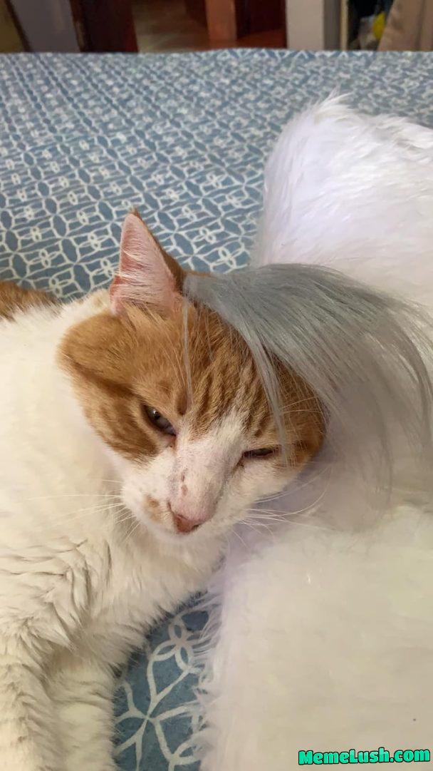 Emo cat is emo Emo cat is emo