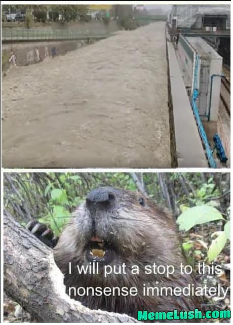 Bober needed Bober needed