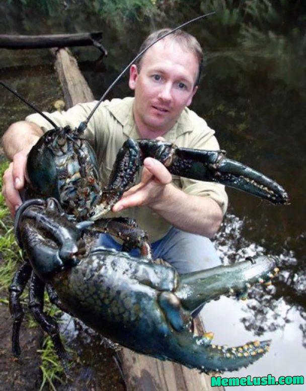 The Giant Tasmanian Freshwater Lobster. The Giant Tasmanian Freshwater Lobster.