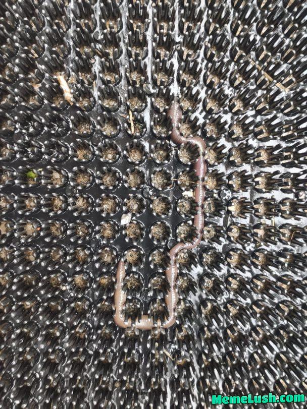 Don’t play Snakes on your Nokia phone, they said, it’s not real life, they said. Real life: