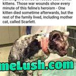 This cat that challenged death and won