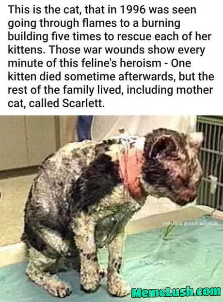 This cat that challenged death and won This cat that challenged death and won