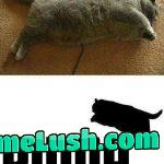 Can you spot the difference?