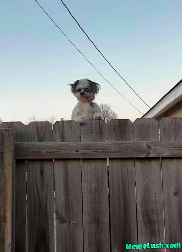 Neighbor’s dog is not impressed