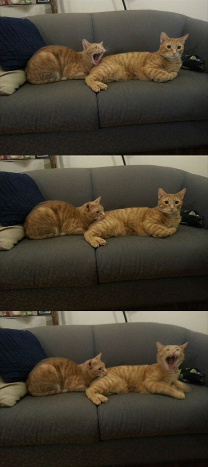 Tumblr users really see a cat biting another catβs butt on an enamel pin and immediately think βyeahβ¦ Tumblr users really see a cat biting another catβs butt on an enamel pin and immediately think βyeahβ¦