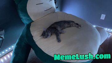 Oh to be a cat sleeping on a giant Snorlax plushie