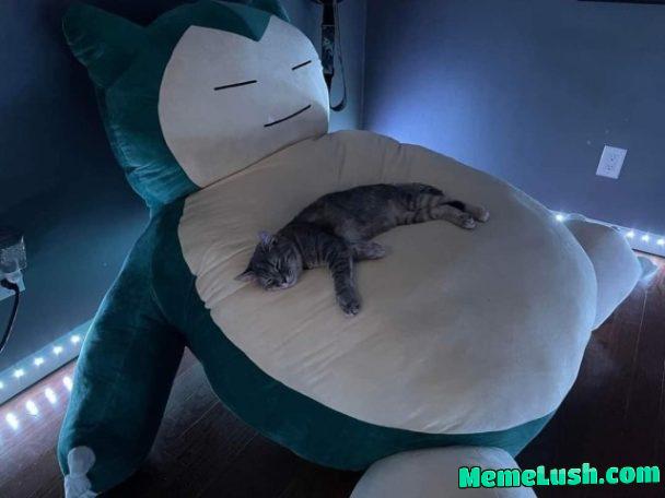 Oh to be a cat sleeping on a giant Snorlax plushie Oh to be a cat sleeping on a giant Snorlax plushie
