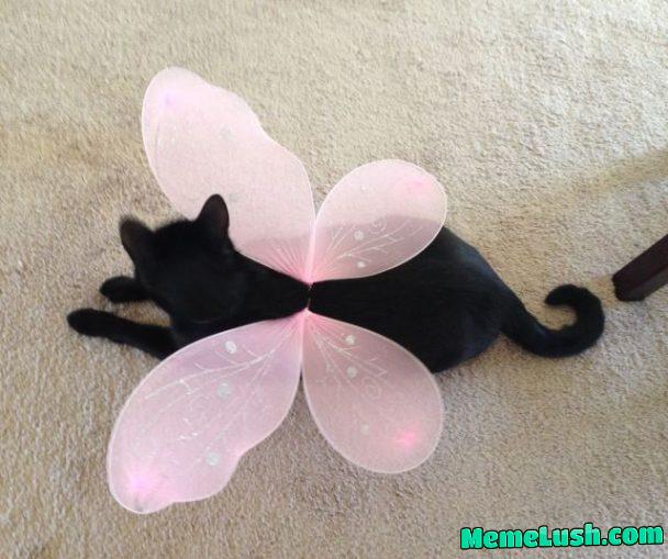 Fairy cats appreciation post