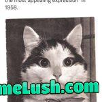 catchymemes: