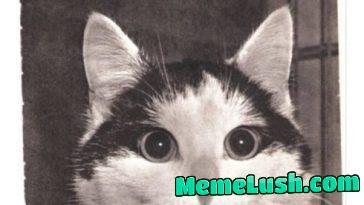 catchymemes: