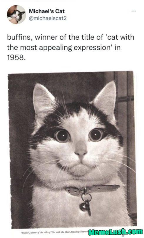 catchymemes: