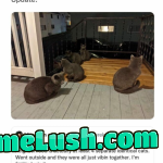 only-cat-memes:

Your daily dose of cat memes