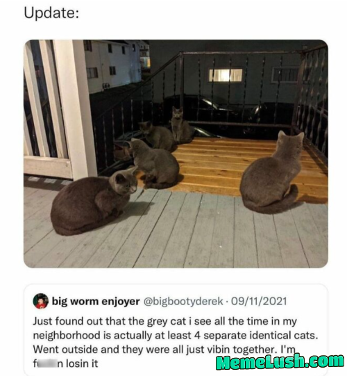 only-cat-memes:
Your daily dose of cat memes only-cat-memes:
Your daily dose of cat memes