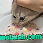 what is this genre of photos called